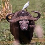 zu sehen ist ein Büffel - das Bild ist der Titel für alle Reiseländer zur Afrikajagd