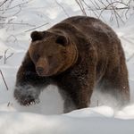 zu sehen ist ein Braunbär - das Bild ist der Titel für alle Reiseländer zur Bärenjagd