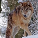zu sehen ist ein Wolf - das Bild ist der Titel für alle Reiseländer zur Wolfsjagd